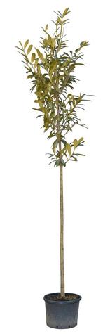 Laurierkers hoogstam 300 cm Prunus laurocerasus 350 cm - War, Tuin en Terras, Verzenden