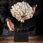 Exclusieve fusie van steampunk-ontwerp en Naturalia -, Verzamelen