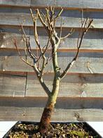 tilia cordata bonsai (winterlinde/ kleinbladige linde) -, Antiek en Kunst