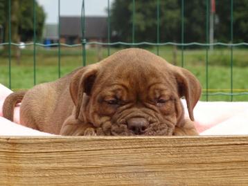 Old English Bulldog pups, t gezonde type! Mogen direct mee! beschikbaar voor biedingen