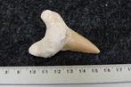 fossiele haaientand XL --NO RESERVEPRiCE-- - Fossiele tand -