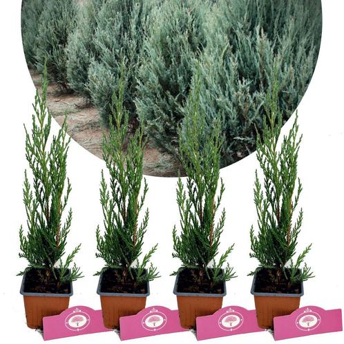 Juniperus scopulorum Moonglow  + Pot 9cm 4 stu, Tuin en Terras, Planten | Fruitbomen, Halfschaduw, Verzenden