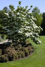 Cornus kousa hoogstam, Tuin en Terras, Planten | Tuinplanten