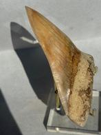 Megalodon - Fossiele tand - Carcharocles megalodon - 13.8 cm, Verzamelen