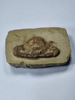 Krab - Gefossiliseerd dier - 13.5 cm (Zonder Minimumprijs), Verzamelen