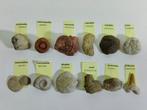 Verzameling van 12 verschillende soorten fossielen -, Verzamelen, Mineralen en Fossielen