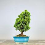 Spar bonsai (Picea) - Hoogte (boom): 35 cm - Diepte (boom):, Antiek en Kunst