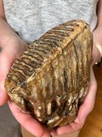 Wolharige mammoet - Fossiele kies - Mammuthus primigenius -, Verzamelen, Mineralen en Fossielen