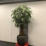 Kunstplant in stenen antraciete plantenbak, hoogte 230 cm