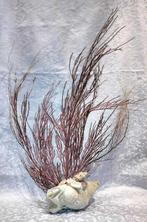 Zeeslak Zeeschelp - Gorgonie