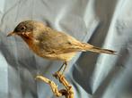 Oostelijke Subalpijnse Bakvogel Taxidermie volledige montage, Nieuw