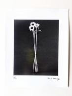 FLEURISME-Helianthus annuus - Papier, gelatinezilverafdruk -, Antiek en Kunst