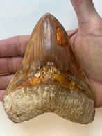 Grote Megalodon-tand 12,4 cm - Fossiele tand - Carcharocles