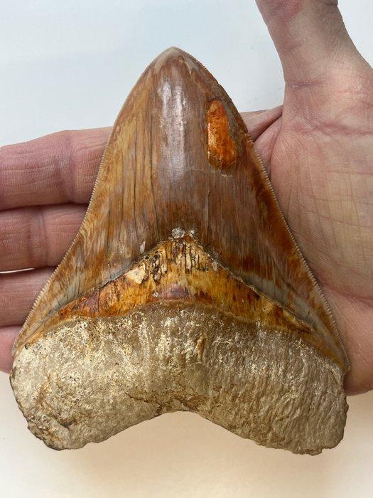 Grote Megalodon-tand 12,4 cm - Fossiele tand - Carcharocles, Antiek en Kunst, Curiosa en Brocante