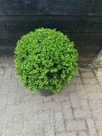 Ilex bollen 20 tot 110 cm! Buxus bollen vervanger!, In pot, Halfschaduw, Lente, Overige soorten