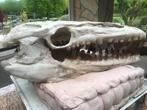 Dinosaurus - Fossiele schedel - Mosasaurus - 23 cm - 20 cm