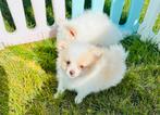 Schattige MALTIPOM pups, ouders aanwezig, Parvo, Overige rassen, 8 tot 15 weken, Meerdere