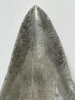 Megalodon tand 8,0 cm - Fossiele tand - Carcharocles, Verzamelen, Nieuw