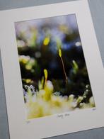 Inna Etuvgi - Mossy Awe
