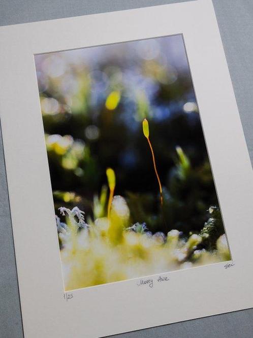 Inna Etuvgi - Mossy Awe, Antiek en Kunst, Kunst | Schilderijen | Modern