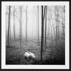Frank Machalowski - tierwald#45 - polar bears