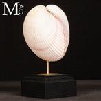 Maoricardium Pseudolima schelp op houten en messing basis, Antiek en Kunst