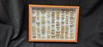 Palearctique Moths / Butterflies ex COLLET Belgium, Nieuw