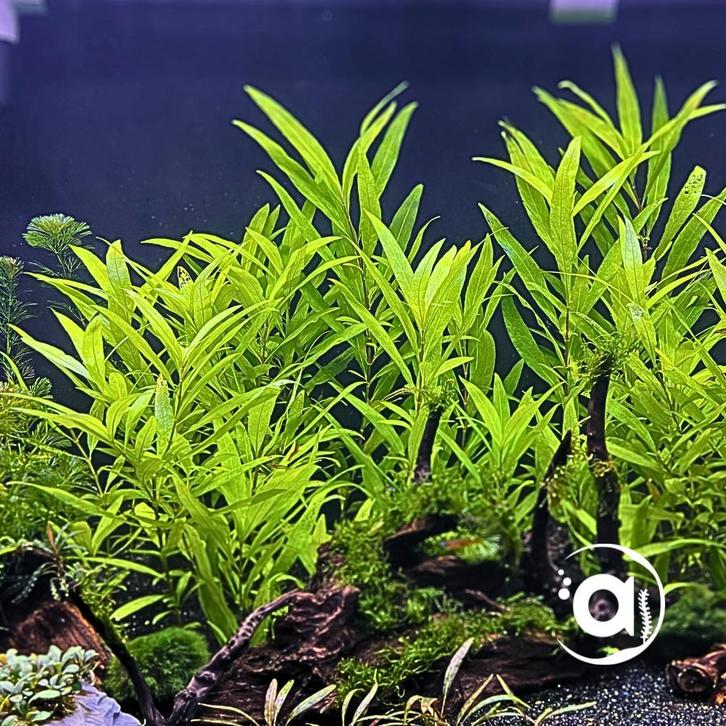 Aquariumplanten vers uit onze eigen kwekerij, Dieren en Toebehoren, Vissen | Aquaria en Toebehoren, Plant(en), Steen of Hout, Nieuw