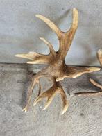 Edelhert Hoorns - Cervus elaphus - Géantes - Enormes -, Nieuw