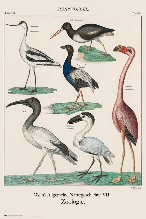 Poster Vintage Birds 61x91,5cm, Verzamelen, Posters, Nieuw, A1 t/m A3, Verzenden
