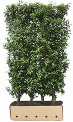 Prunus lusitanica 'Angustifolia' Heg - Quickhedge, Tuin en Terras, Planten | Struiken en Hagen, Verzenden