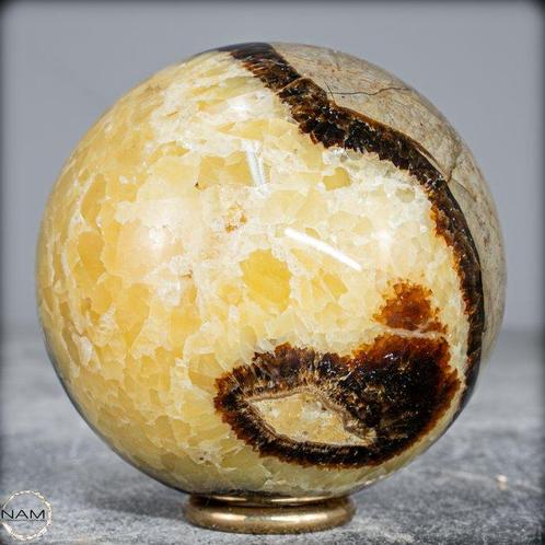 Zeer zeldzaam! Septarisch, - met meerdere gefossiliseerde, Verzamelen, Mineralen en Fossielen