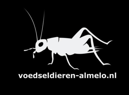 Voedseldieren Almelo, Dieren en Toebehoren, Reptielen en Amfibieën, Overige soorten