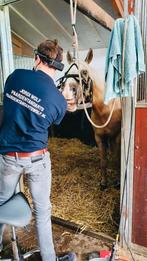 Gebitsbehandelingen al vanaf €90 Paardentandarts Wolf, Dieren en Toebehoren, Paarden