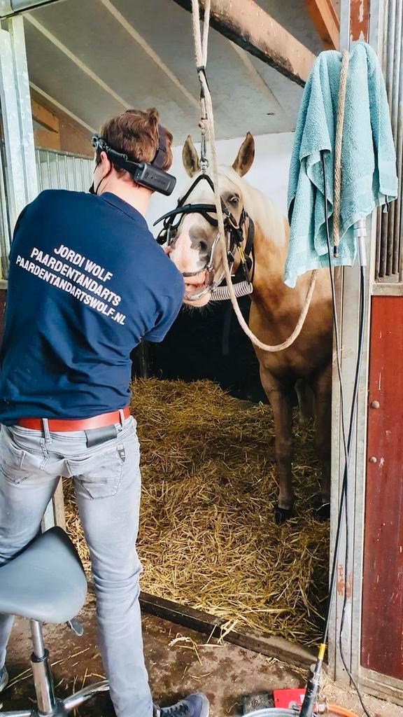 Gebitsbehandelingen al vanaf €90 Paardentandarts Wolf, Dieren en Toebehoren, Paarden