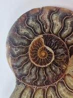 Ammoniet - Gefossiliseerde schelp - Aioloceras (Cleoniceras), Verzamelen, Mineralen en Fossielen