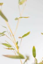 Bamboe / Phyllostachys Bissetii 100-125 cm