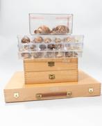 Uitgebreide Cypraea / Kauri collectie met zeldzaamheden, Nieuw