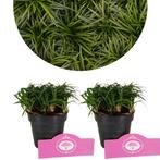 Ophiopogon japonicus Minor, Japans slangengras, Tuin en Terras, Verzenden