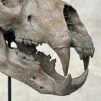 GEEN minimumprijs - Een replica van een poolbeer schedel op, Antiek en Kunst