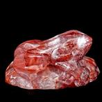 Prachtige, fijn gedetailleerde vuurkwarts kikker op een rots