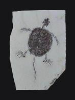 Supergrote Chinese schildpad - Gefossiliseerd dier -, Verzamelen, Mineralen en Fossielen