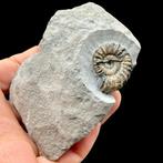 Ammoniet - Gefossiliseerde schelp - Androgynoceras