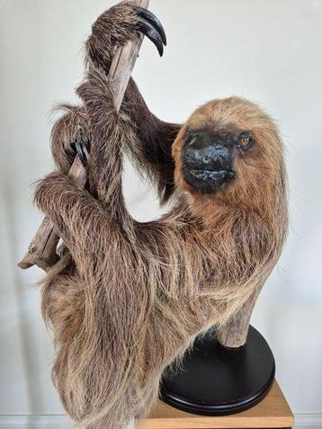 Luiaard Taxidermie volledige montage - Choloepus didactylus beschikbaar voor biedingen