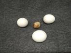 Zeldzame RAPTOR-eieren Ei - Strix nebulosa - Strix rufipes -, Nieuw