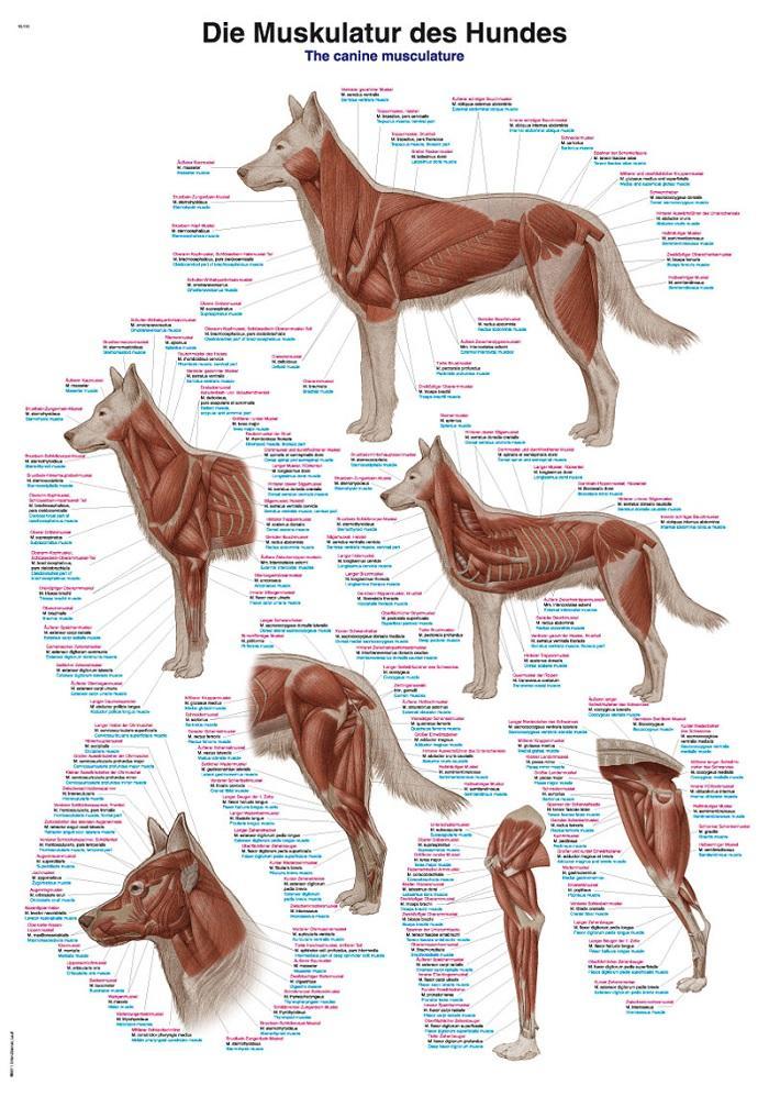 Anatomie poster spieren hond (papier, 50x70 cm) + ophang..., Sport en Fitness, Massageproducten