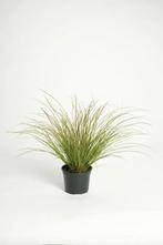 Carex howardii Phoenix Green™ De Groene Feniks voor Uw Tui, Tuin en Terras, Planten | Tuinplanten, Volle zon, Vaste plant, Siergrassen