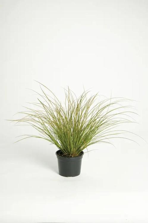 Carex howardii Phoenix Green™ De Groene Feniks voor Uw Tui, Tuin en Terras, Planten | Tuinplanten, Siergrassen, Vaste plant, Volle zon