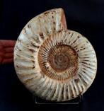 Ammoniet - Gefossiliseerd dier - Kranaosphinctes roedereri, Verzamelen, Mineralen en Fossielen