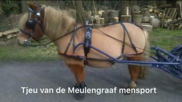 Nieuw Shetlander A welsh mini shet marathontuig mentuig tuig beschikbaar voor biedingen